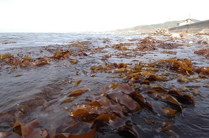 試験開始翌年の海域